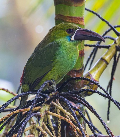 Canaima-Venezuela (1)