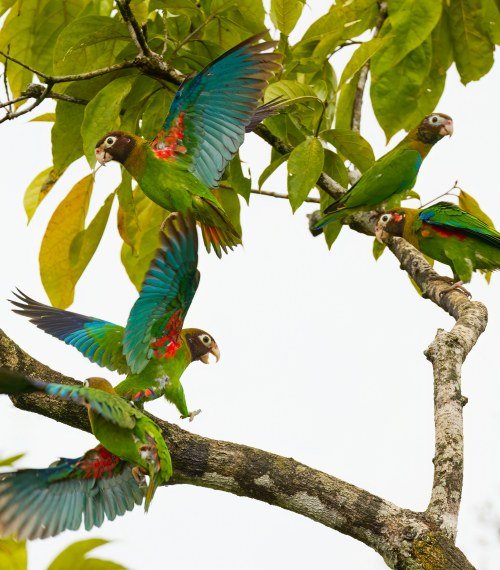 Canaima-Venezuela (3)