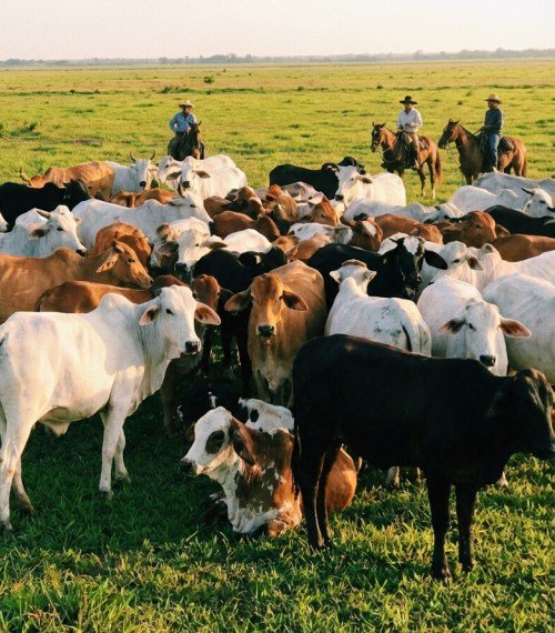 Venezuelan Llanos Wildlife Adventure