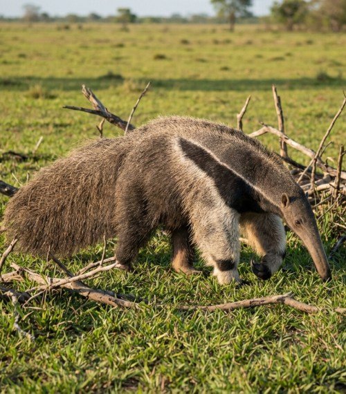 Venezuelan Llanos Wildlife Adventure