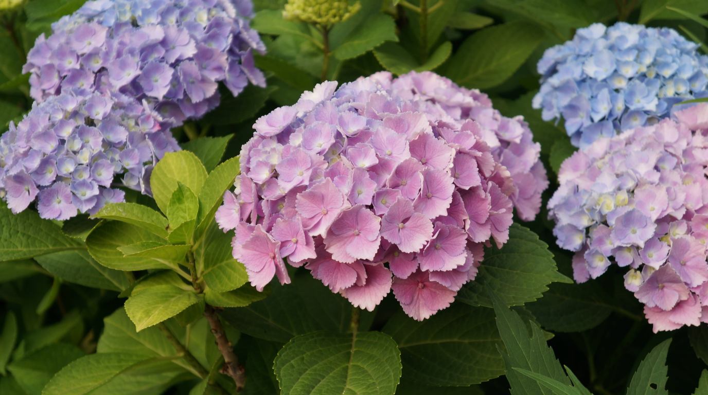 Flower—Nature—Hydrangea—Galipán