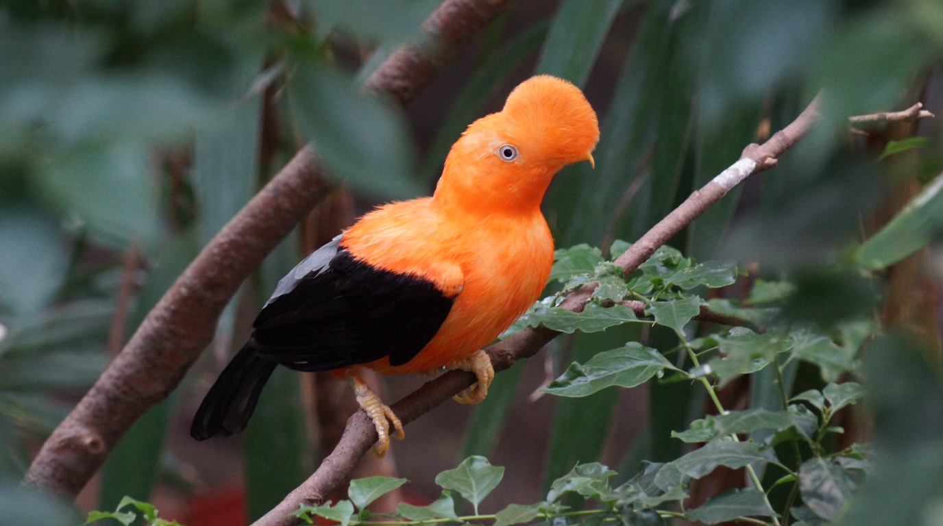 Canaima Animals: Wildlife In Venezuela’s Lost World 2 canaima animals