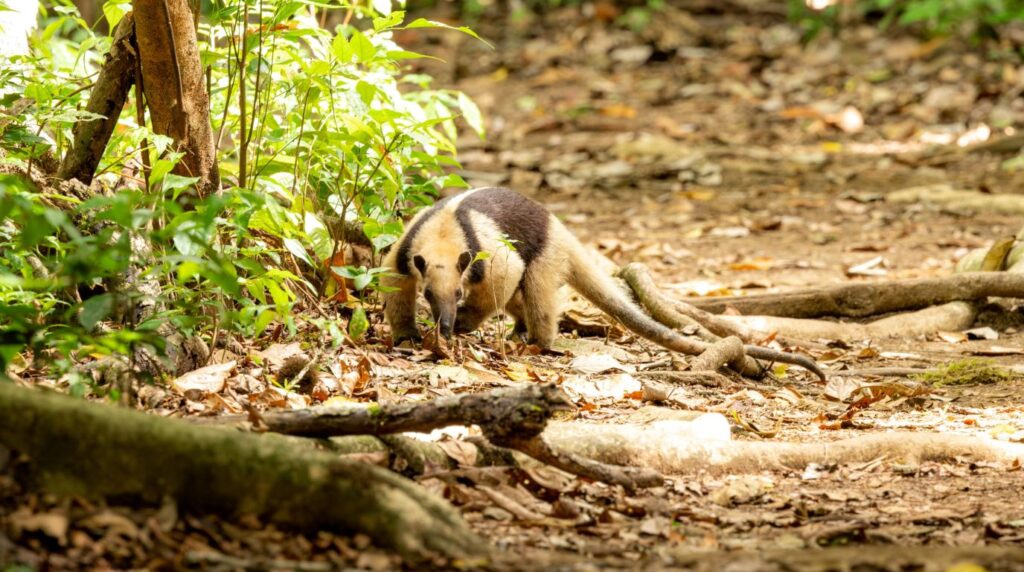 Canaima Animals: Wildlife In Venezuela’s Lost World 1 Canaima Animals