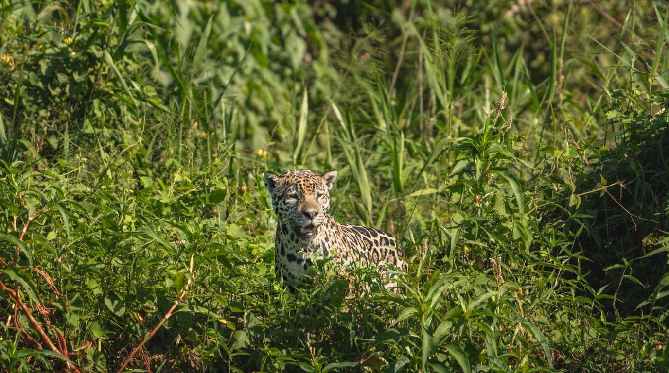 Canaima Animals: Wildlife In Venezuela’s Lost World 4 Canaima Animals
