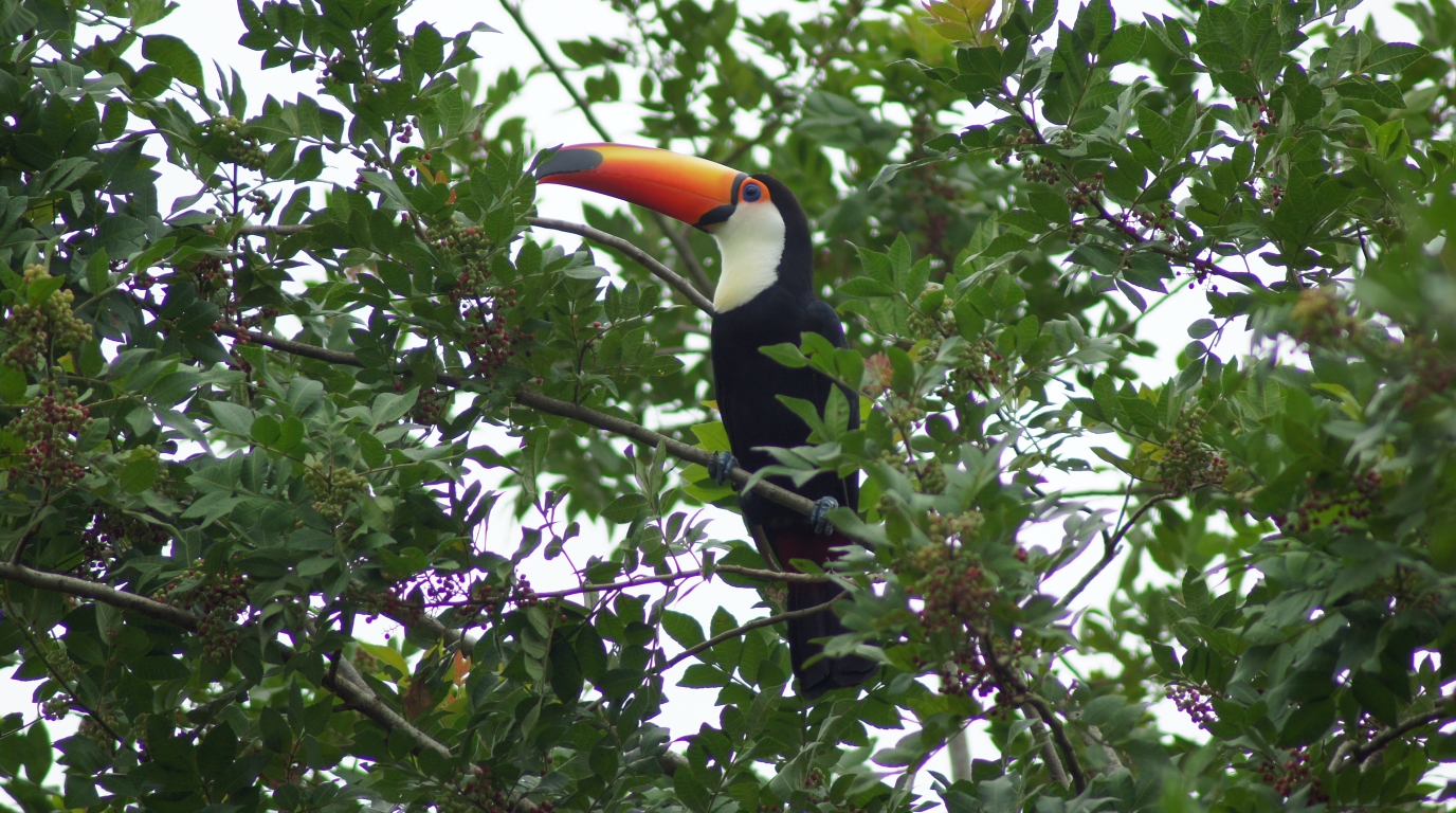 Canaima Animals: Wildlife In Venezuela’s Lost World 8 Canaima Animals